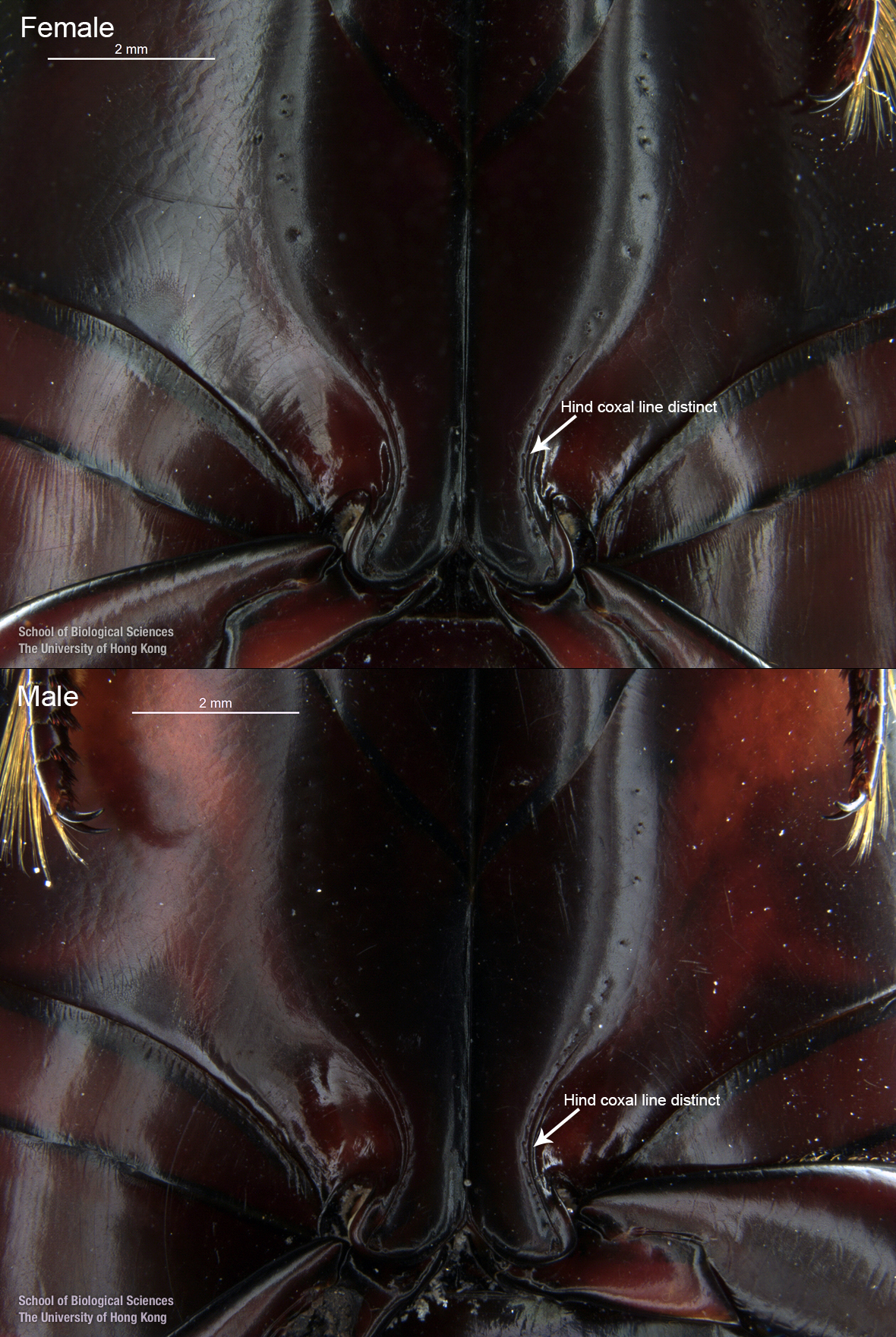 Prosternal and hind coxal process